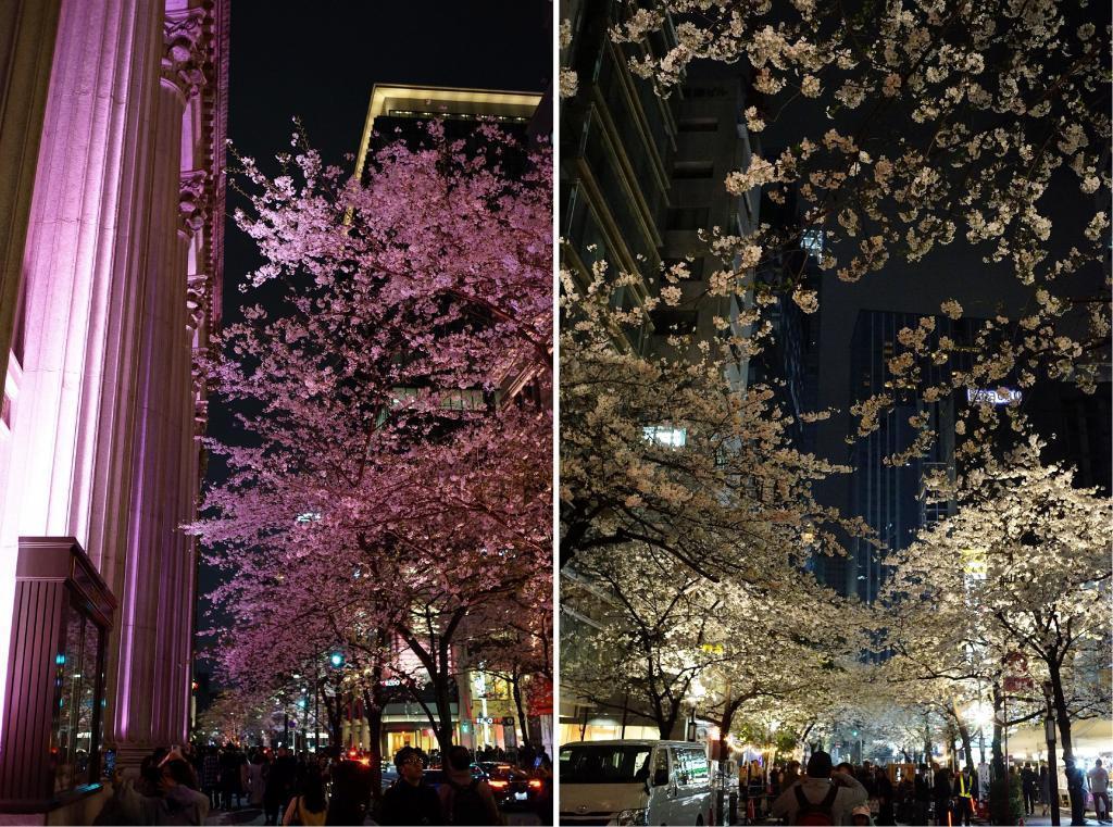 Cherry blossoms in Chuo-ku, two Sakura-dori St.