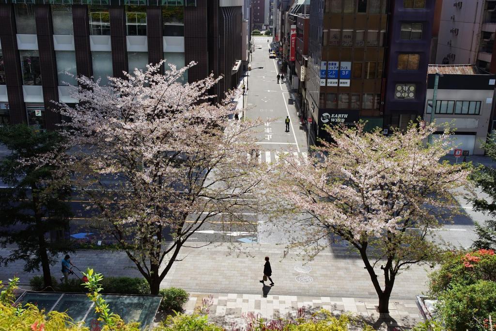 Cherry blossoms in Kyobashi Chuo-ku