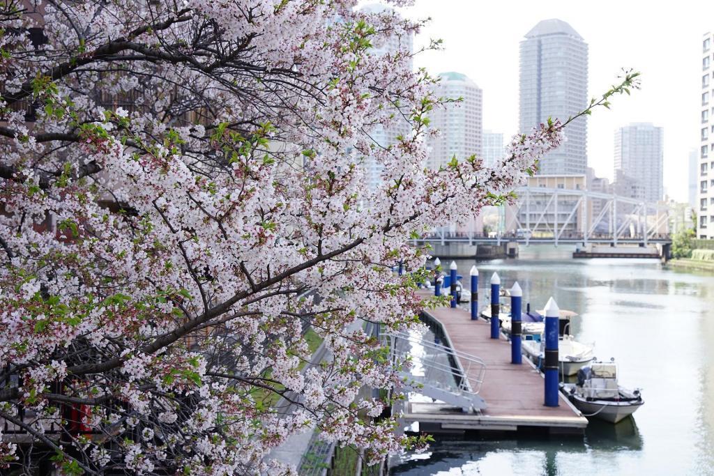 Scenery of cherry blossoms on the waterside of Kamejima River Cherry blossoms in Chuo-ku