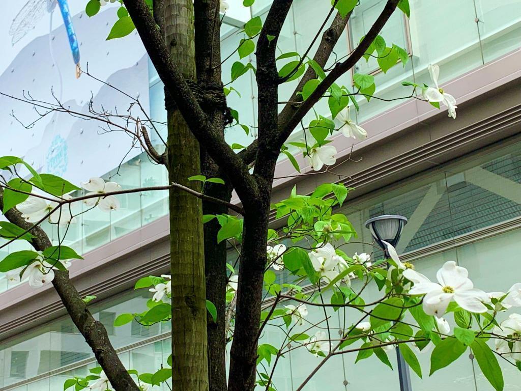  The dress of flowers on Matsuya Street