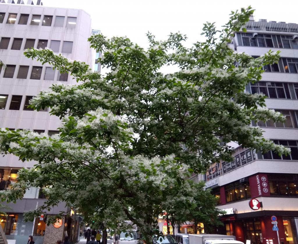 From the flower of Hitotsubatago Ginza on Miyuki-dori April 2024 Whitewood, Hitotsubatago　