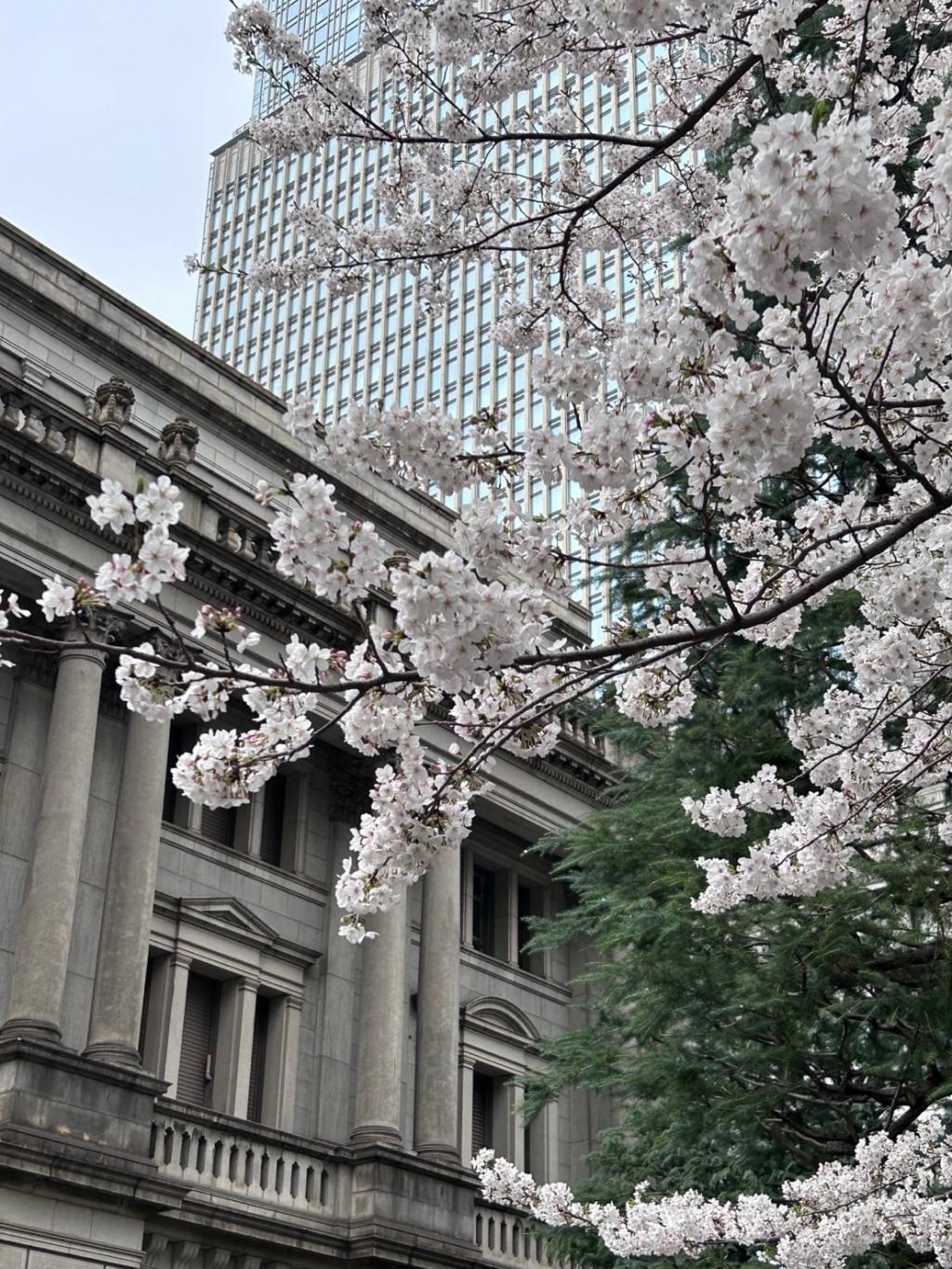  Cherry blossoms in Chuo-ku