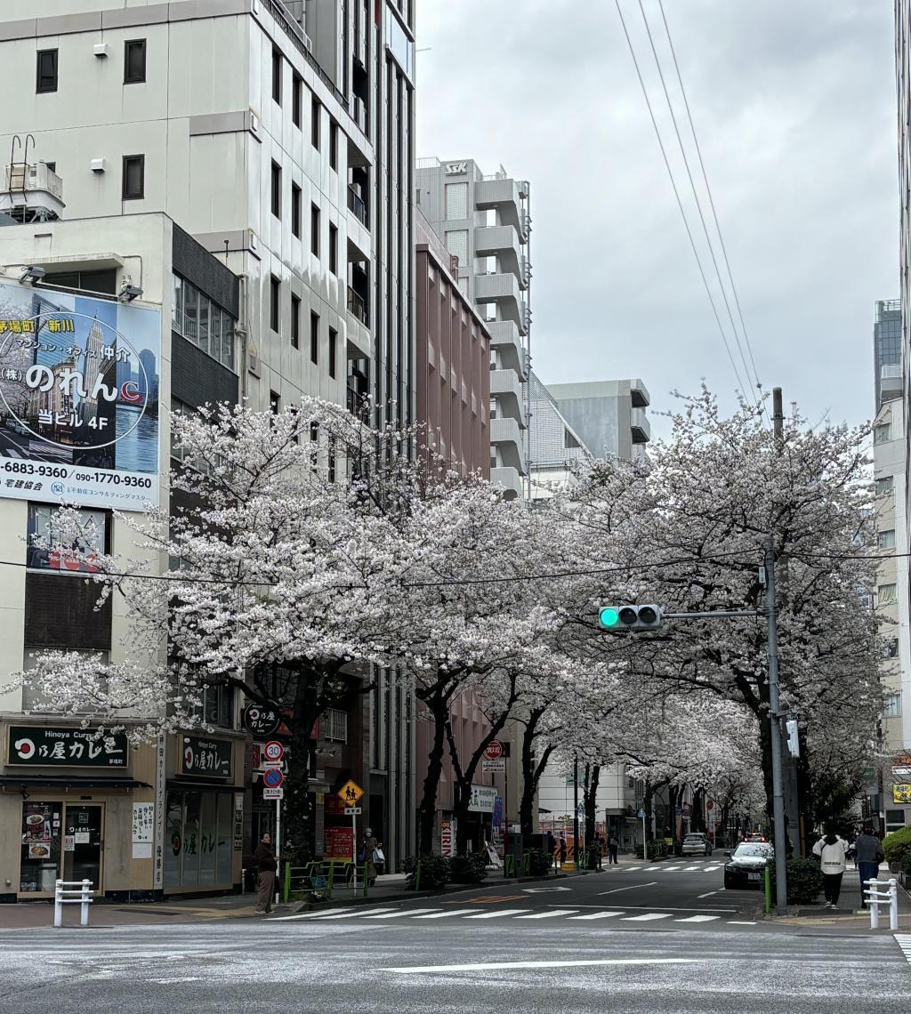  Cherry blossoms in Chuo-ku