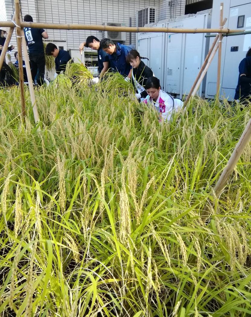  Waiting for rice and rice seedlings in the sky
　　~ Hakutsuru Sake Brewery ~