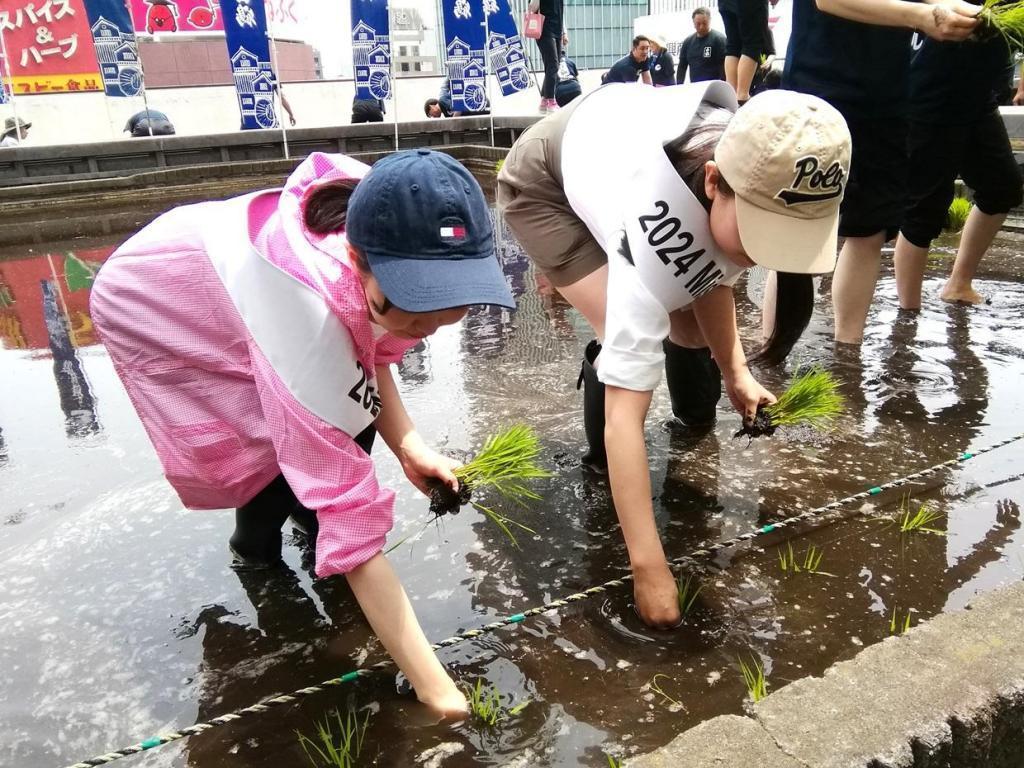  "Hakuzuru Ginza Tenku Farm" This year in 2024 is also rice planting.
　　~ Hakutsuru Sake Brewery ~