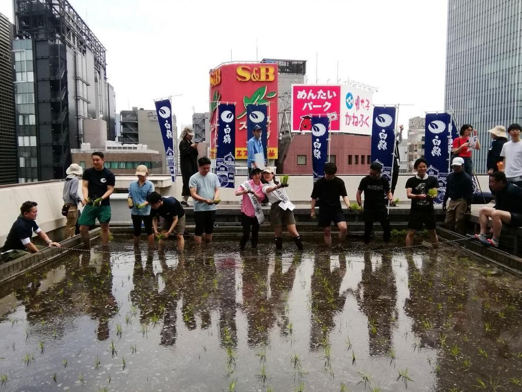  "Hakuzuru Ginza Tenku Farm" This year in 2024 is also rice planting.
　　~ Hakutsuru Sake Brewery ~