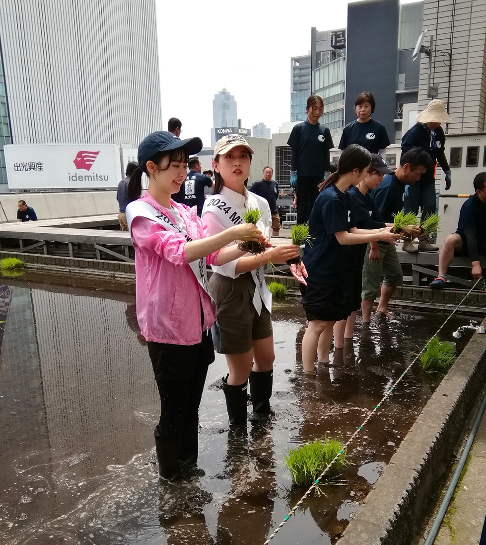  "Hakuzuru Ginza Tenku Farm" This year in 2024 is also rice planting.
　　~ Hakutsuru Sake Brewery ~