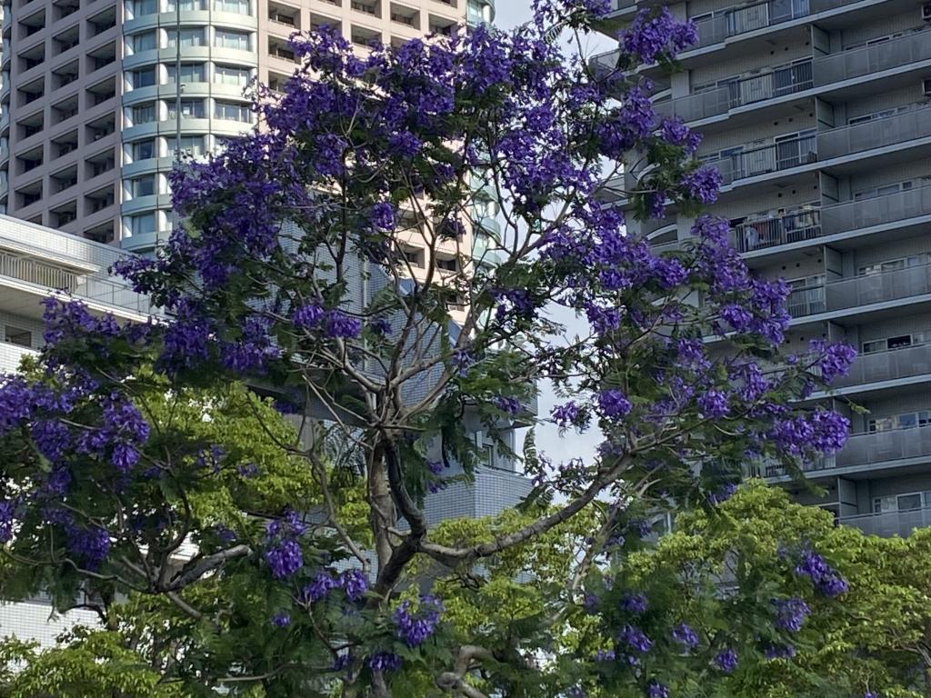  Jacaranda full bloom blue-purple flowers