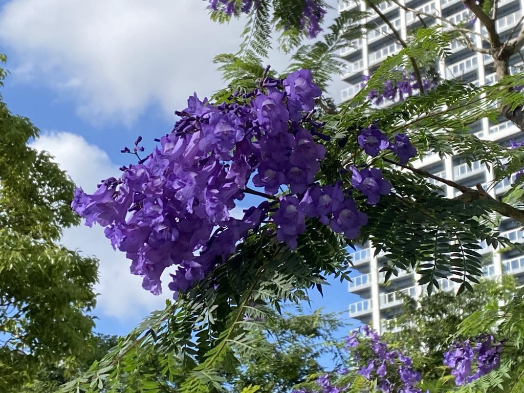  Jacaranda full bloom blue-purple flowers