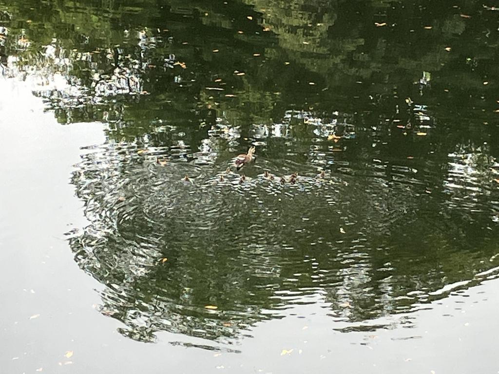  "Mama, wait~"
Discover the parent and child of Indian spot-billed duck in Tsukiji River in front of Hamarikyu!