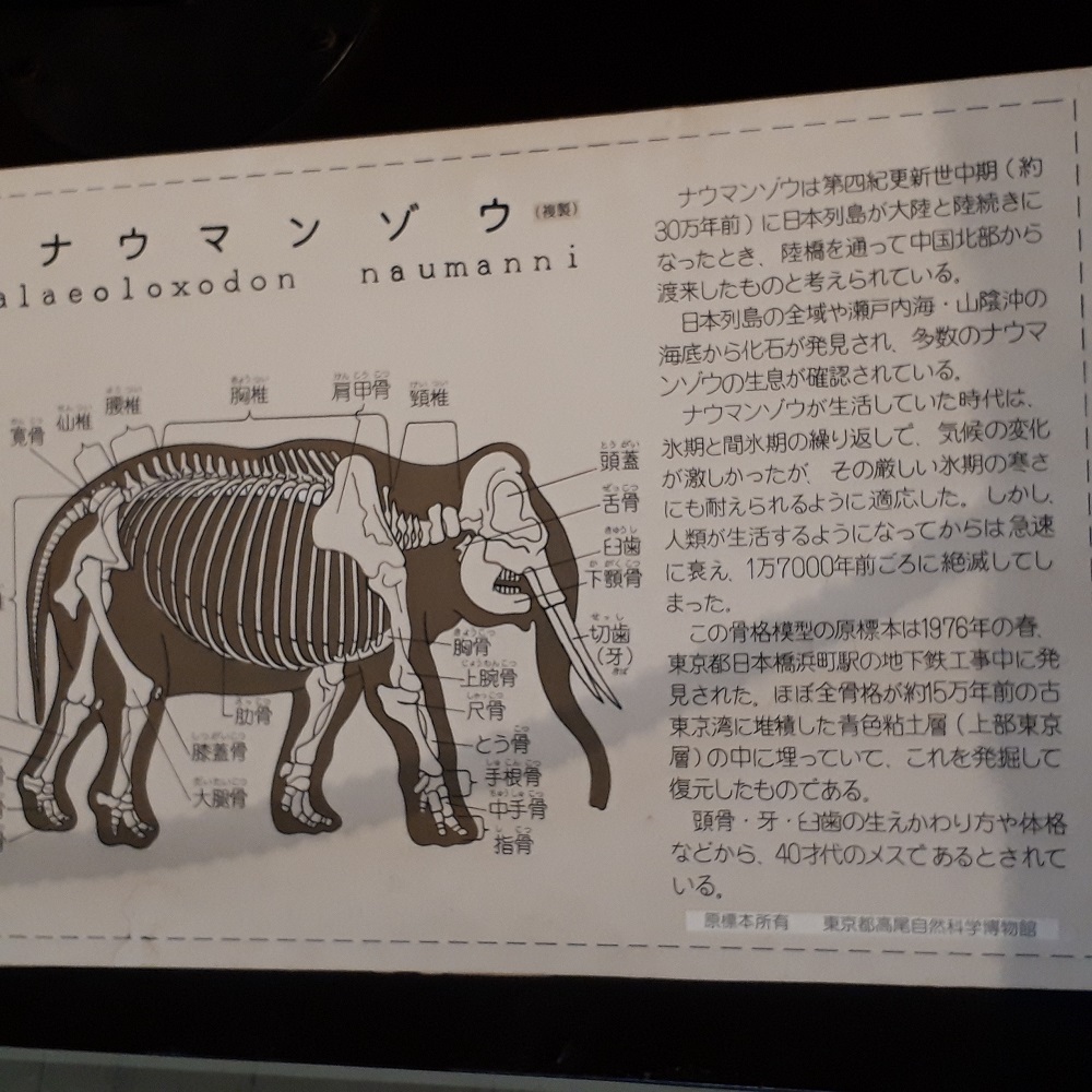 I met a precious skeletal specimen, Nauman elephant in Tottori Prefecture.
