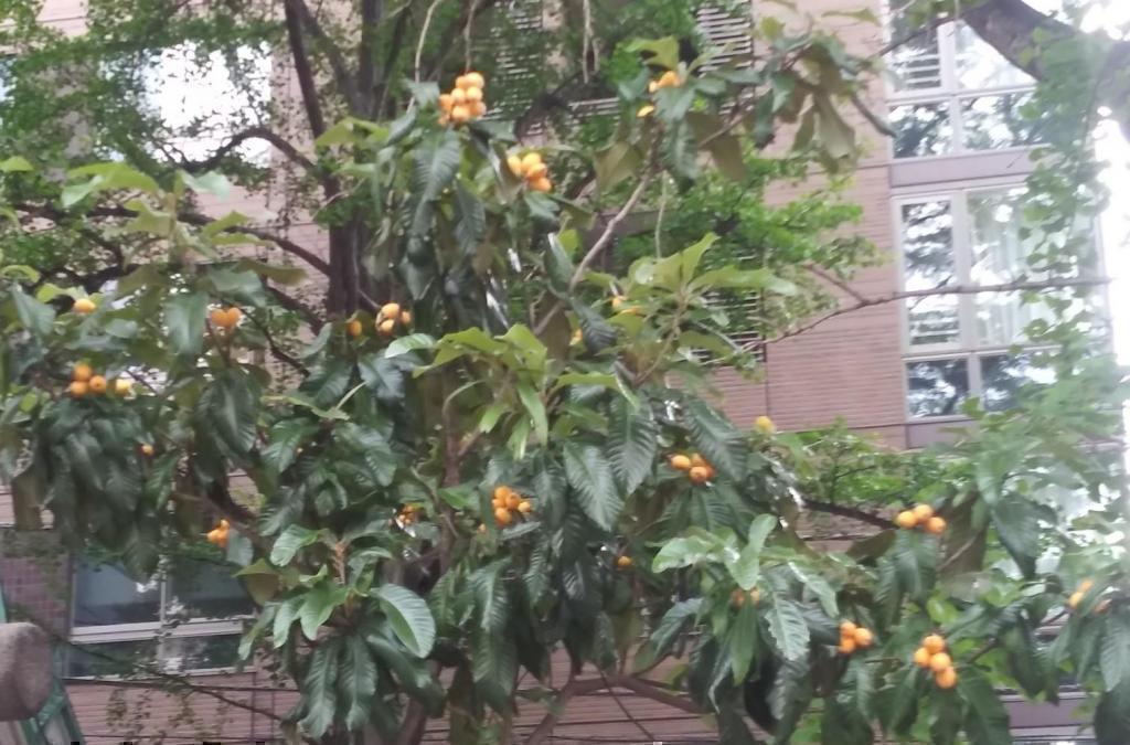  #On the banks of Sumida, the natural neighborhood