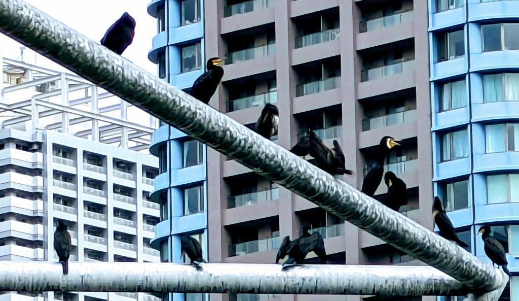  #On the banks of Sumida, the natural neighborhood