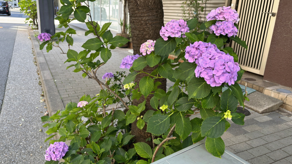 The area where popular restaurants are lined up, really lively Ajisai-dori St. and hydrangea are beginning to bloom.