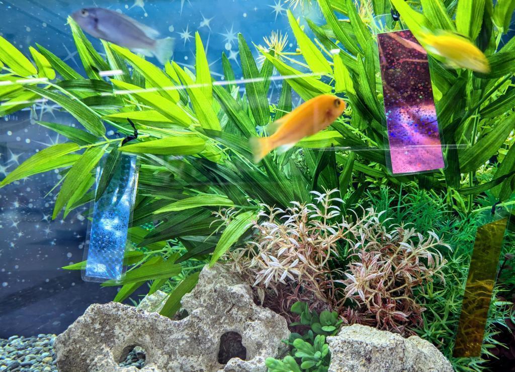  Small aquarium