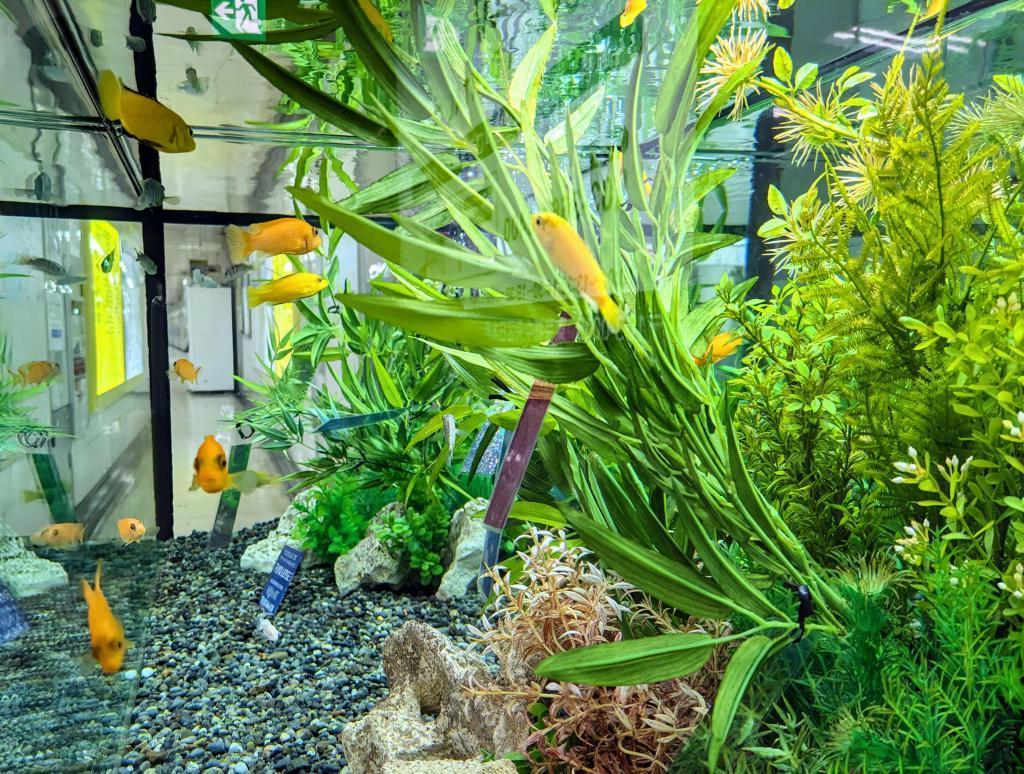  Small aquarium