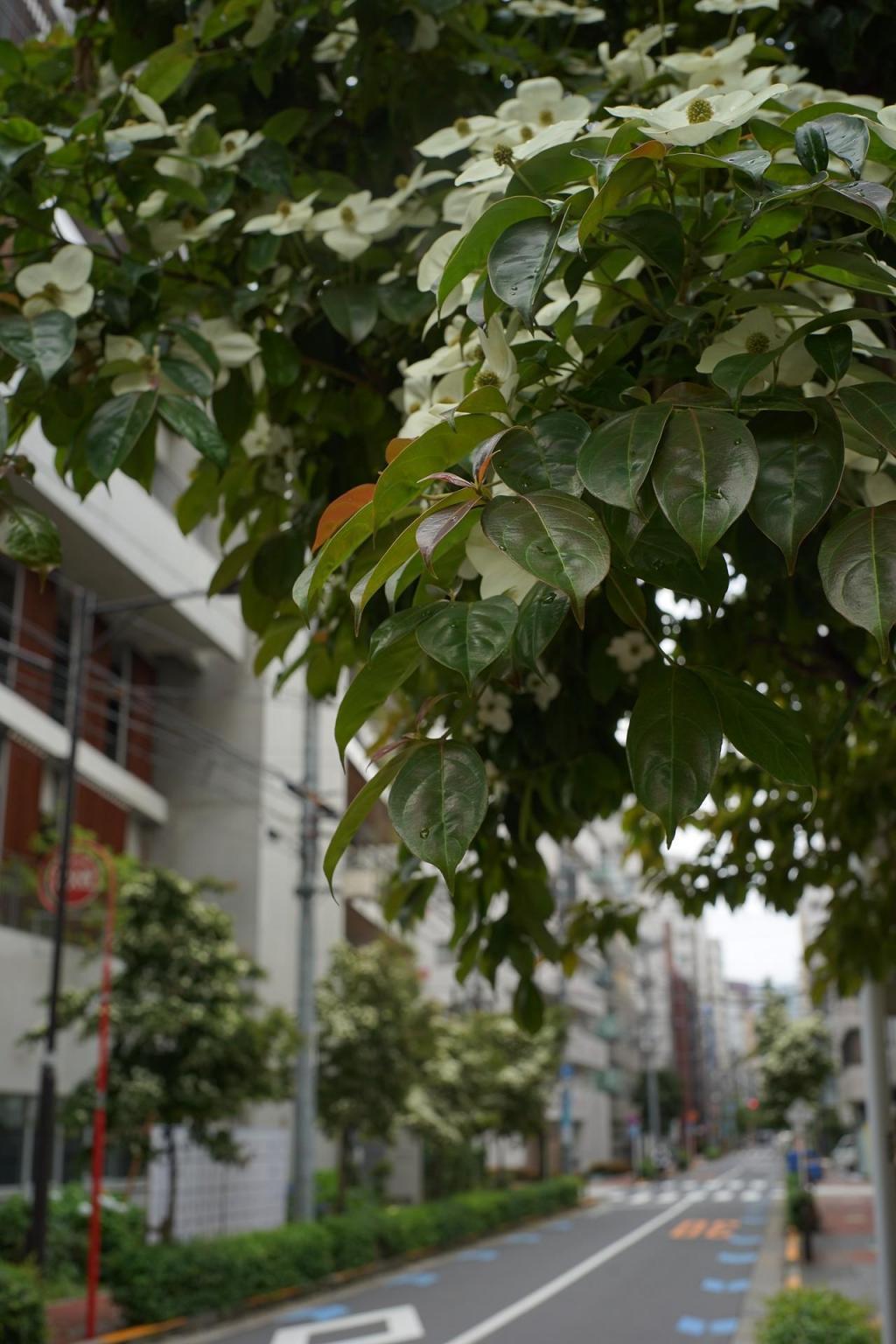  Tokiwa Japanese dogwood on the Settlement Chuo-dori Street