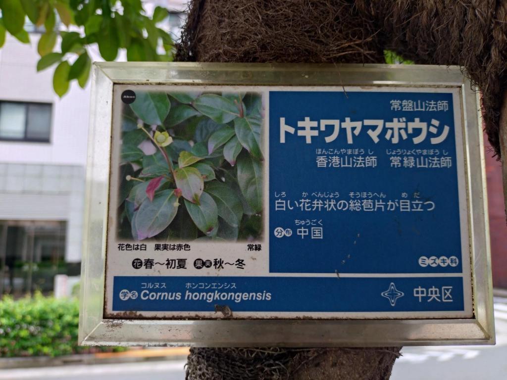  Tokiwa Japanese dogwood on the Settlement Chuo-dori Street