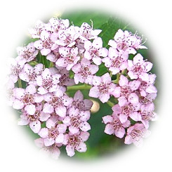  2024 The elegant scent of "Shimotsuke" that blooms with foliages