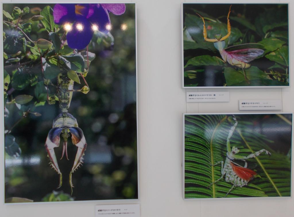  Mitsuhiko Imamori Photo Exhibition ●The wonder of mantis ●　in Noevia Ginza Gallery