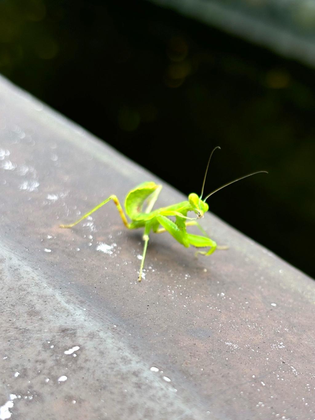  Even in the Hamarikyu Garden, we began to hear the sound of kaempfer cicada.

