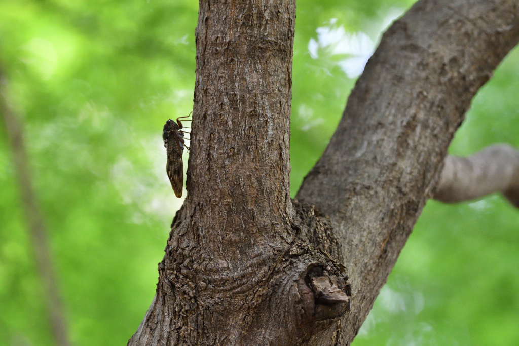  Let's go to Hamacho Park to see the emergence of cicadas!