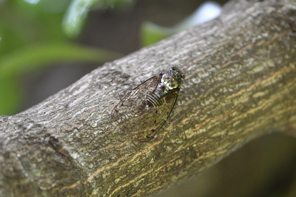  Let's go to Hamacho Park to see the emergence of cicadas!