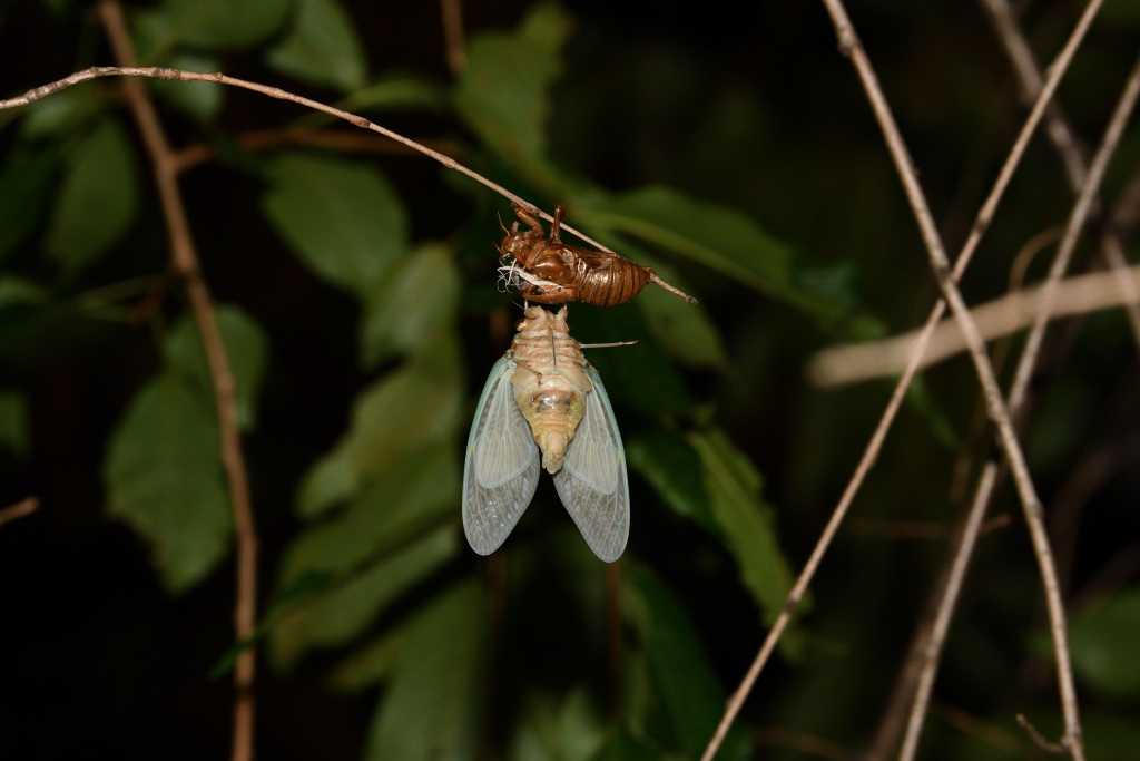  Let's go to Hamacho Park to see the emergence of cicadas!