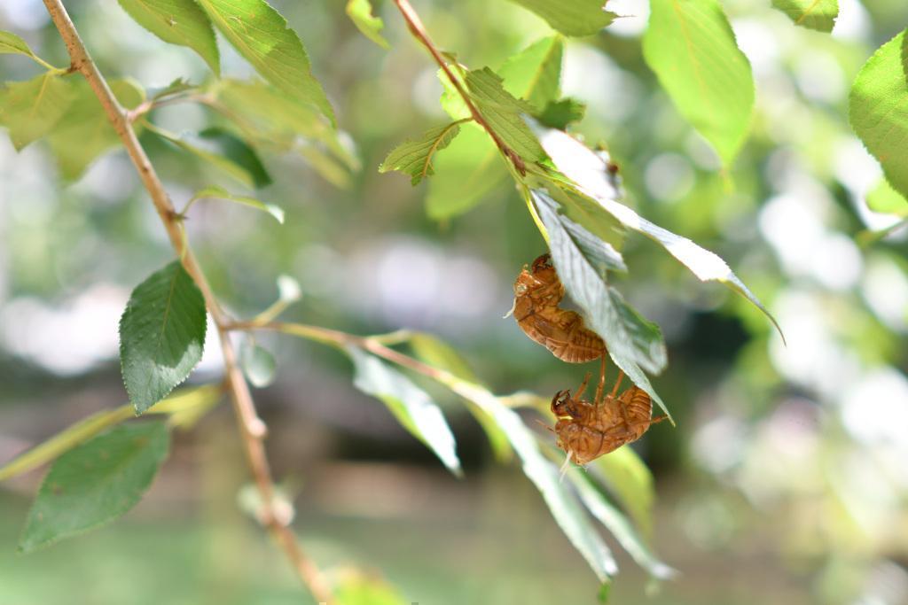  Let's go to Hamacho Park to see the emergence of cicadas!