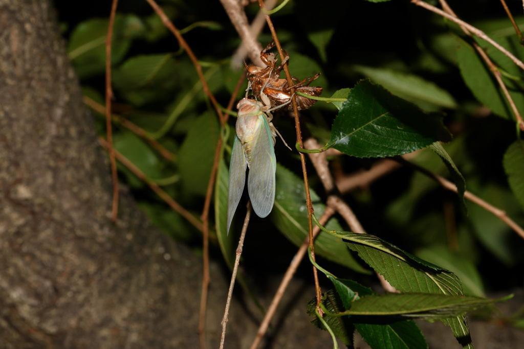  Let's go to Hamacho Park to see the emergence of cicadas!