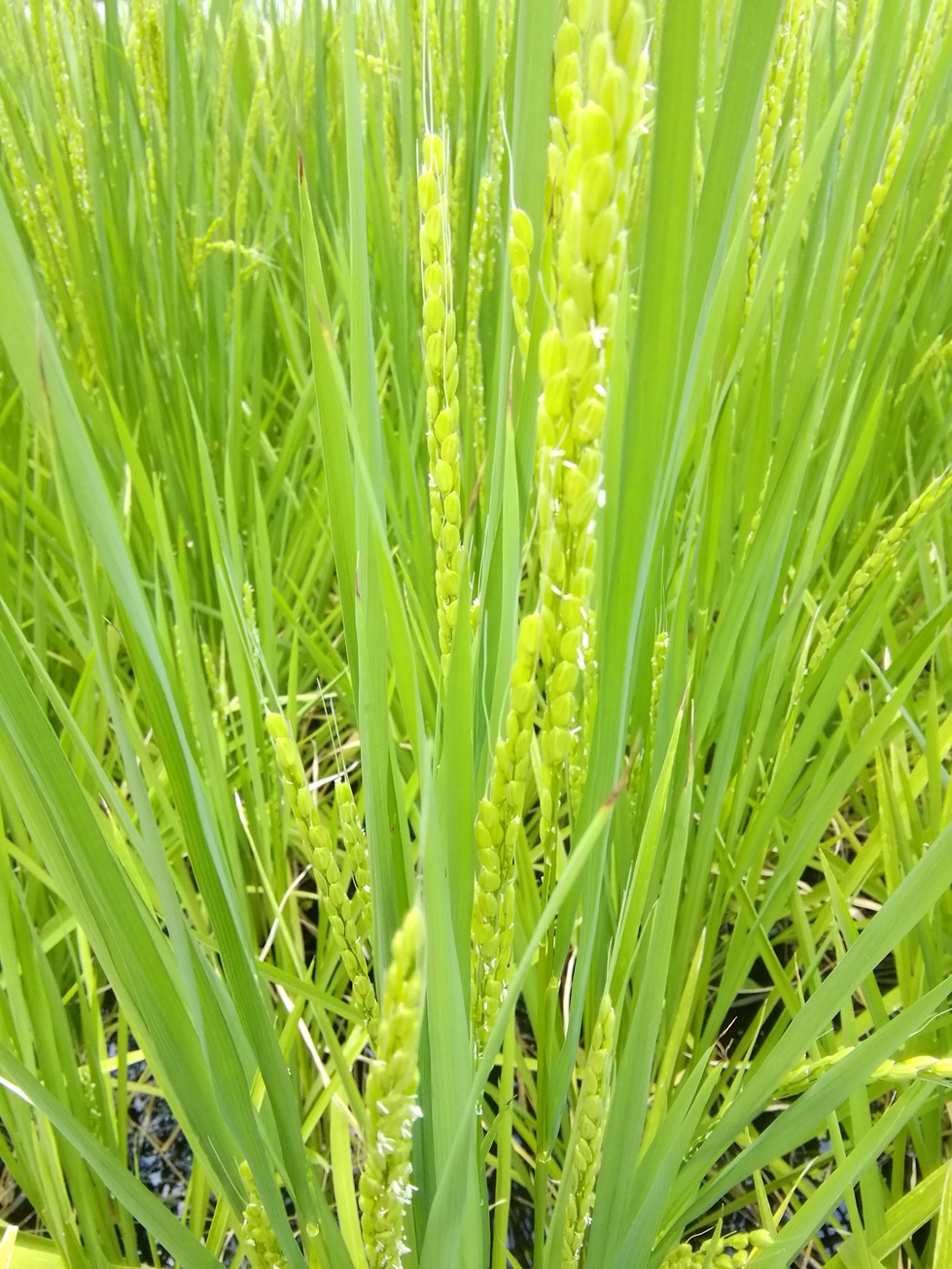  Hakutsuru Ginza Tenku Farm
　　Rice growth as of 2024
　　~ Hakutsuru Sake Brewery ~