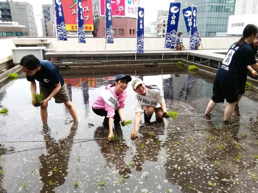  Hakutsuru Ginza Tenku Farm
　　Rice growth as of 2024
　　~ Hakutsuru Sake Brewery ~