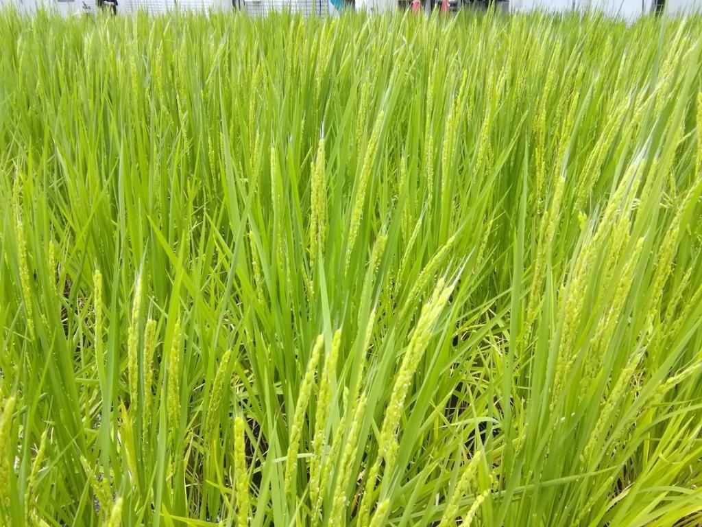  Hakutsuru Ginza Tenku Farm
　　Rice growth as of 2024
　　~ Hakutsuru Sake Brewery ~