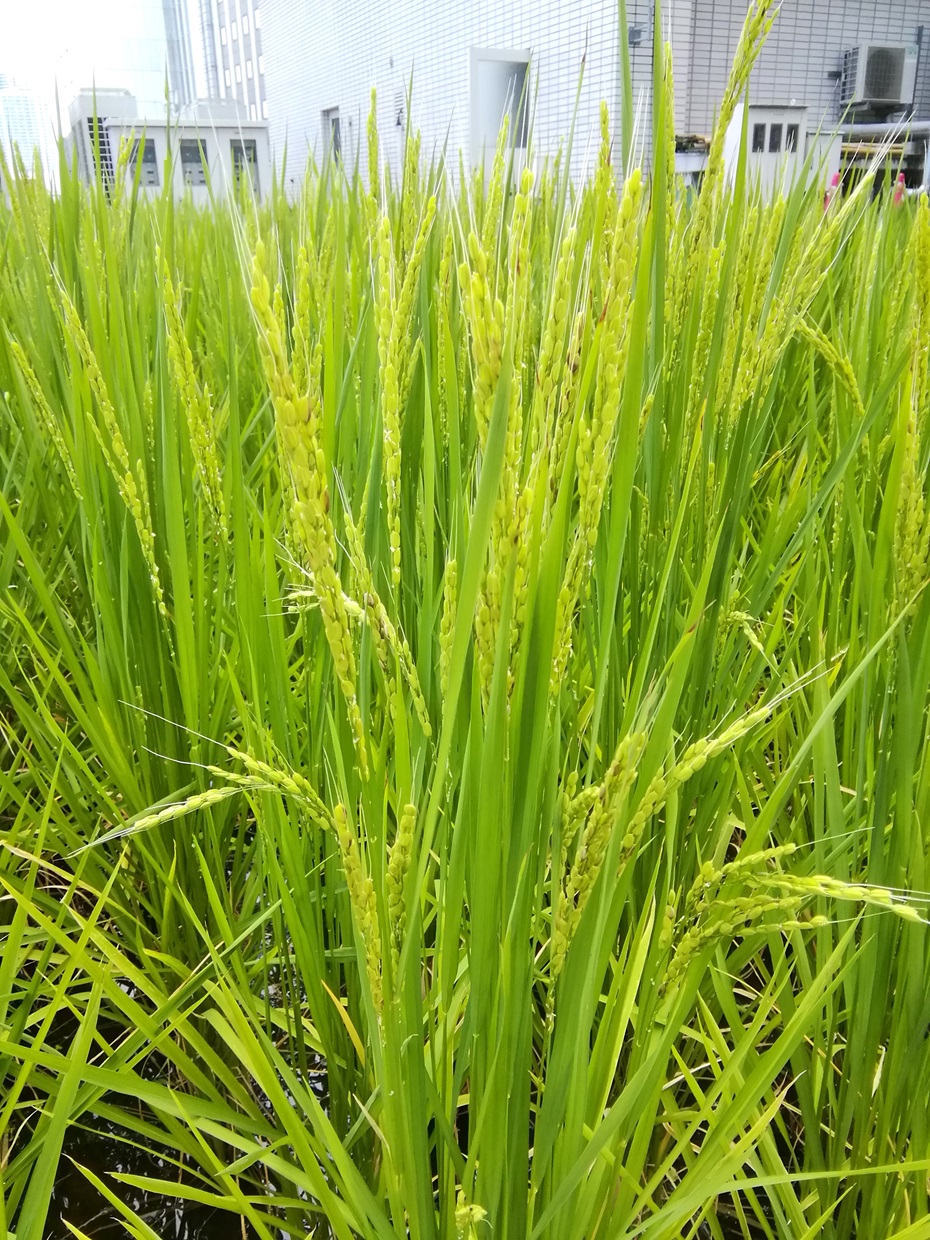  Hakutsuru Ginza Tenku Farm
　　Rice growth as of 2024
　　~ Hakutsuru Sake Brewery ~