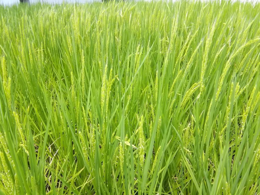  Hakutsuru Ginza Tenku Farm
　　Rice growth as of 2024
　　~ Hakutsuru Sake Brewery ~