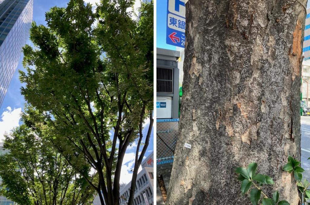 Zelkova @ Harumi-dori St. Thank you to the street trees in Ginza.