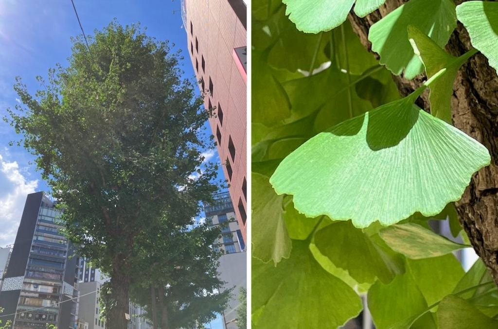 I would like to thank the street trees in Ginza, Ginkgo @ Showa-dori