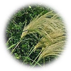  2024 The ears of Japanese pampas grass, shining in the sunshine of autumn.