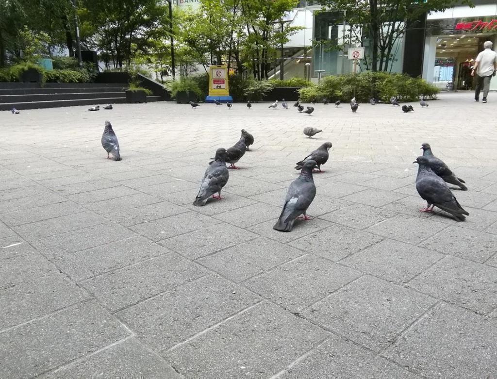 Pigeons, willows, and young clock towers at Sukiyabashi Park
　　~ Sukiyabashi Park~