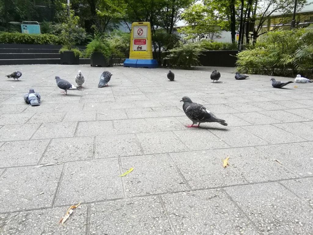  Pigeons, willows, young clock towers
　　~ Sukiyabashi Park~