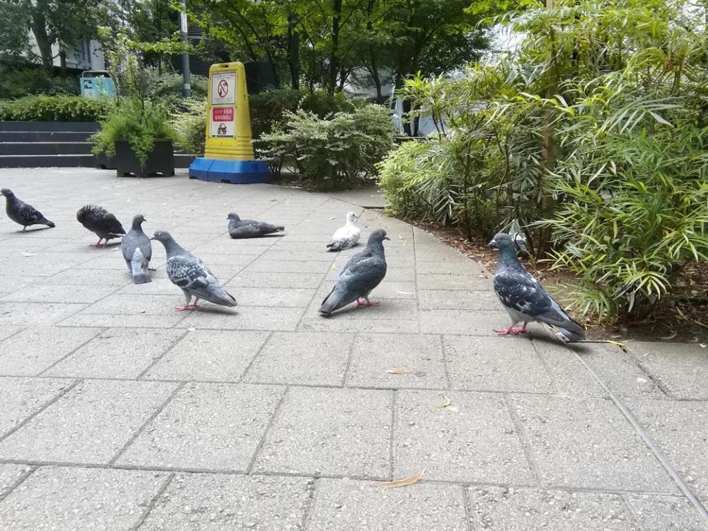  Pigeons, willows, young clock towers
　　~ Sukiyabashi Park~