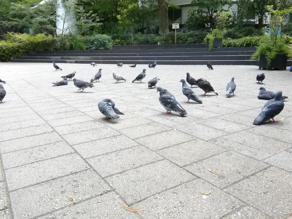  Pigeons, willows, young clock towers
　　~ Sukiyabashi Park~