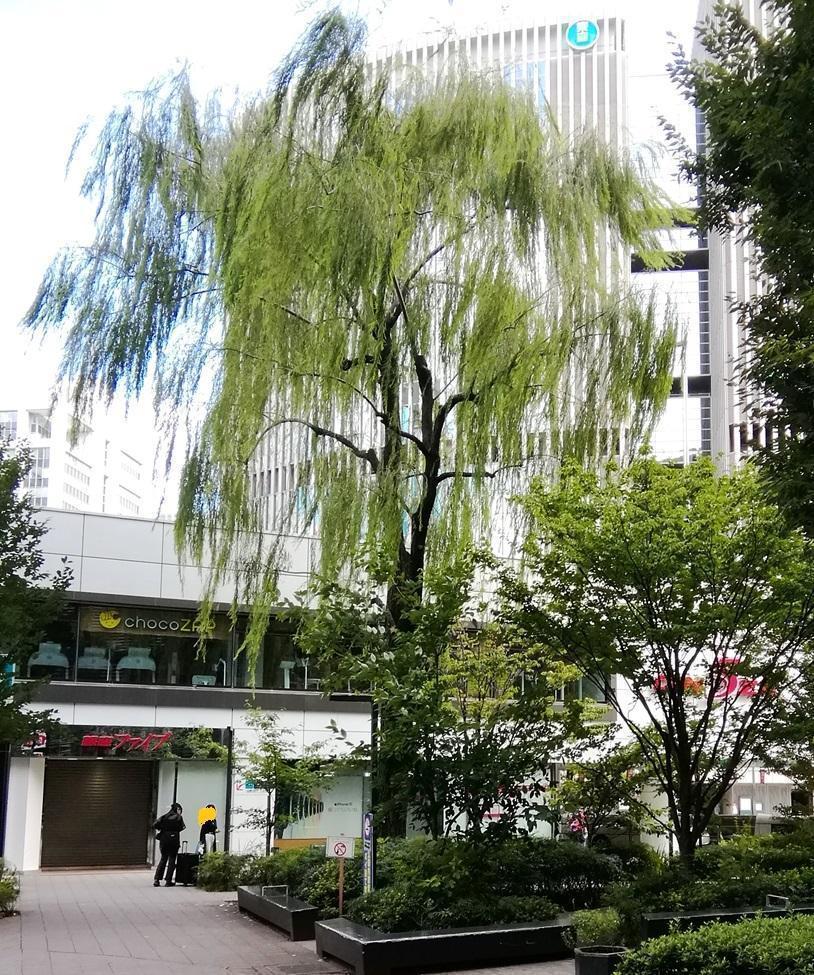 Willow pigeons, willows, and young clock towers at Sukiyabashi Park
　　~ Sukiyabashi Park~