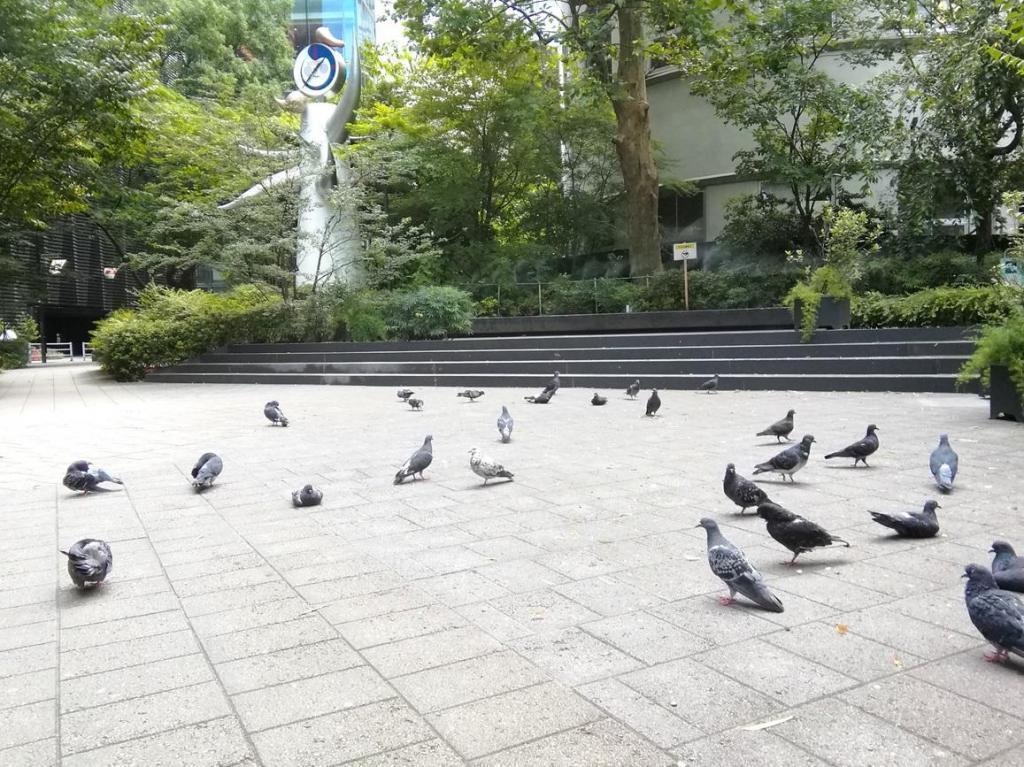 Young clock tower pigeons, willows, young clock towers
　　~ Sukiyabashi Park~