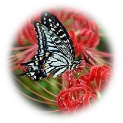  2024 Autumn Equinox Day feature "red spider lily" flowering at the end of the equinoctial week