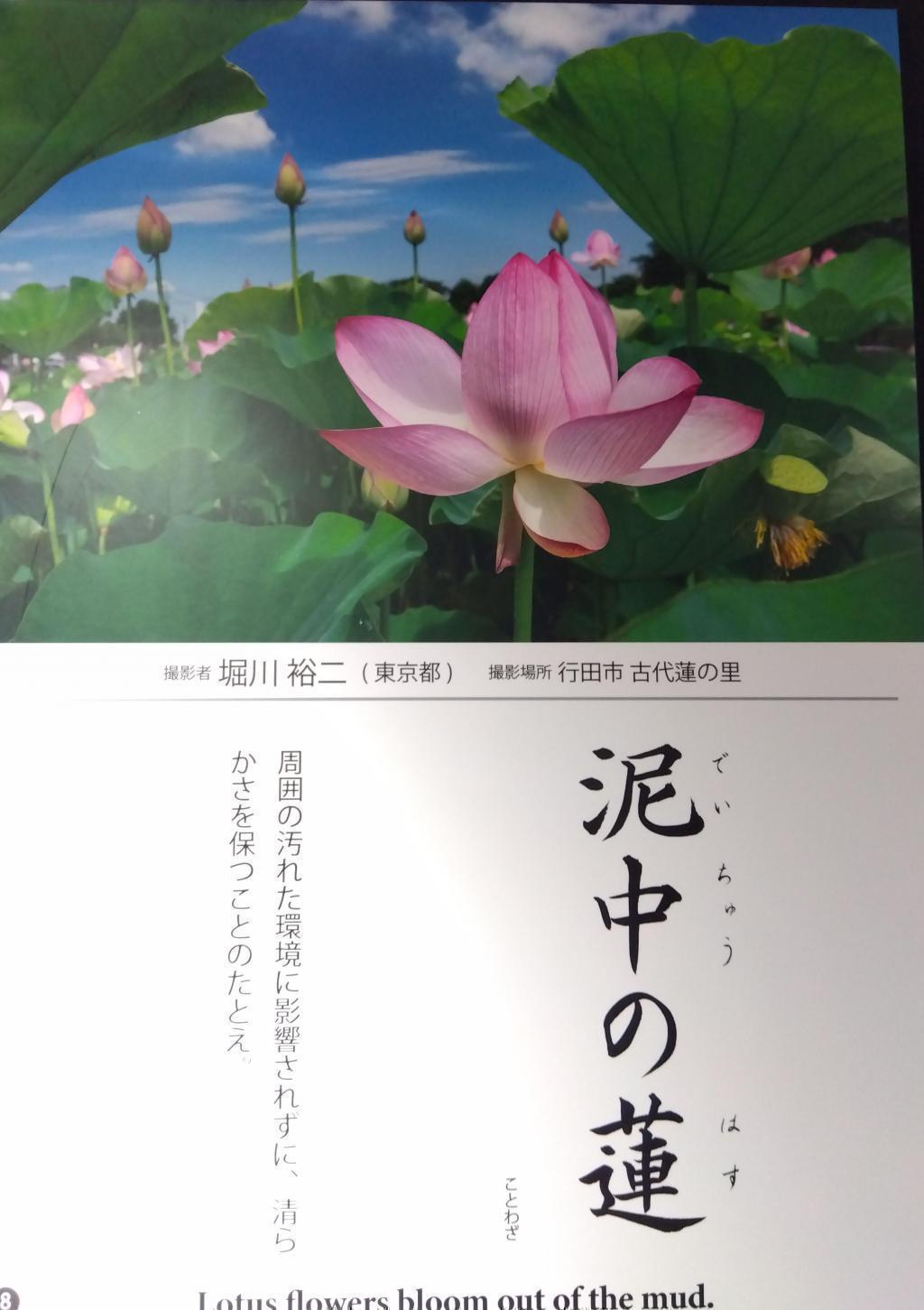 Mud lotus (posted by the end of October) Tsukiji Honganji Photo Contest is being held until November 7