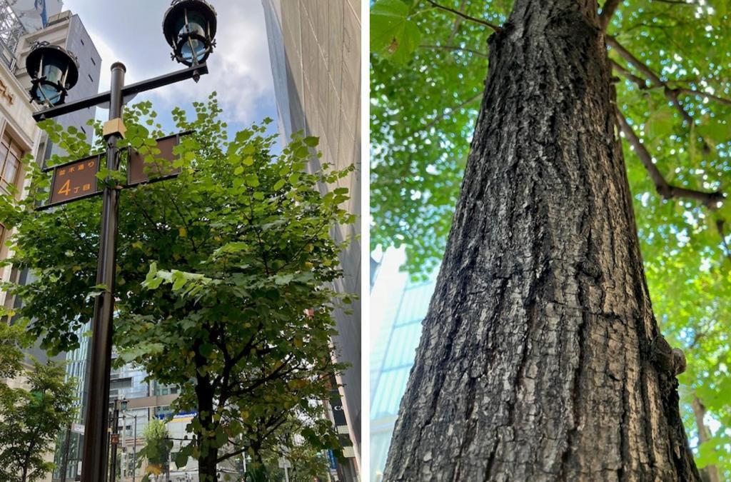 I would like to thank the street trees in Ginza, Japanese linden tree @ Namiki-dori St.