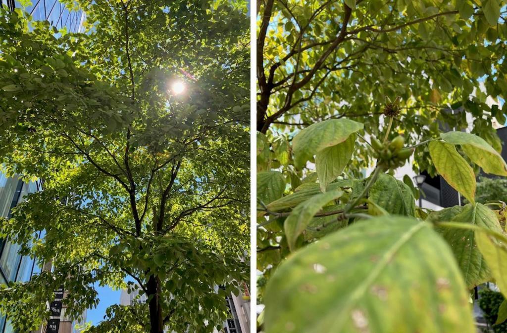 I would like to thank the street trees in Ginza, dogwood @ Matsuya Street (Continued)