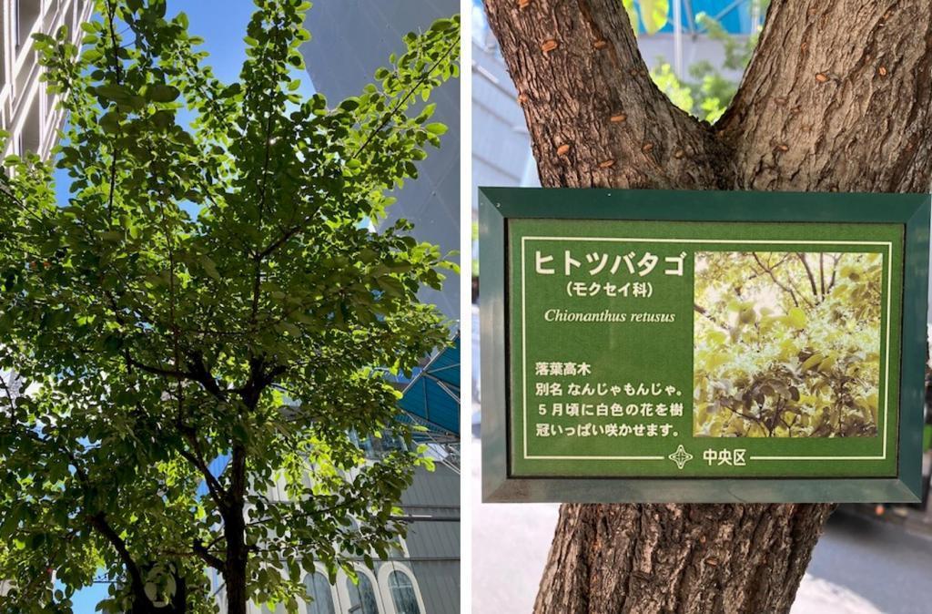 Hitotsubago (Nanja Monja) @ Miyuki Tori Thank you to the street tree in Ginza (Continued)