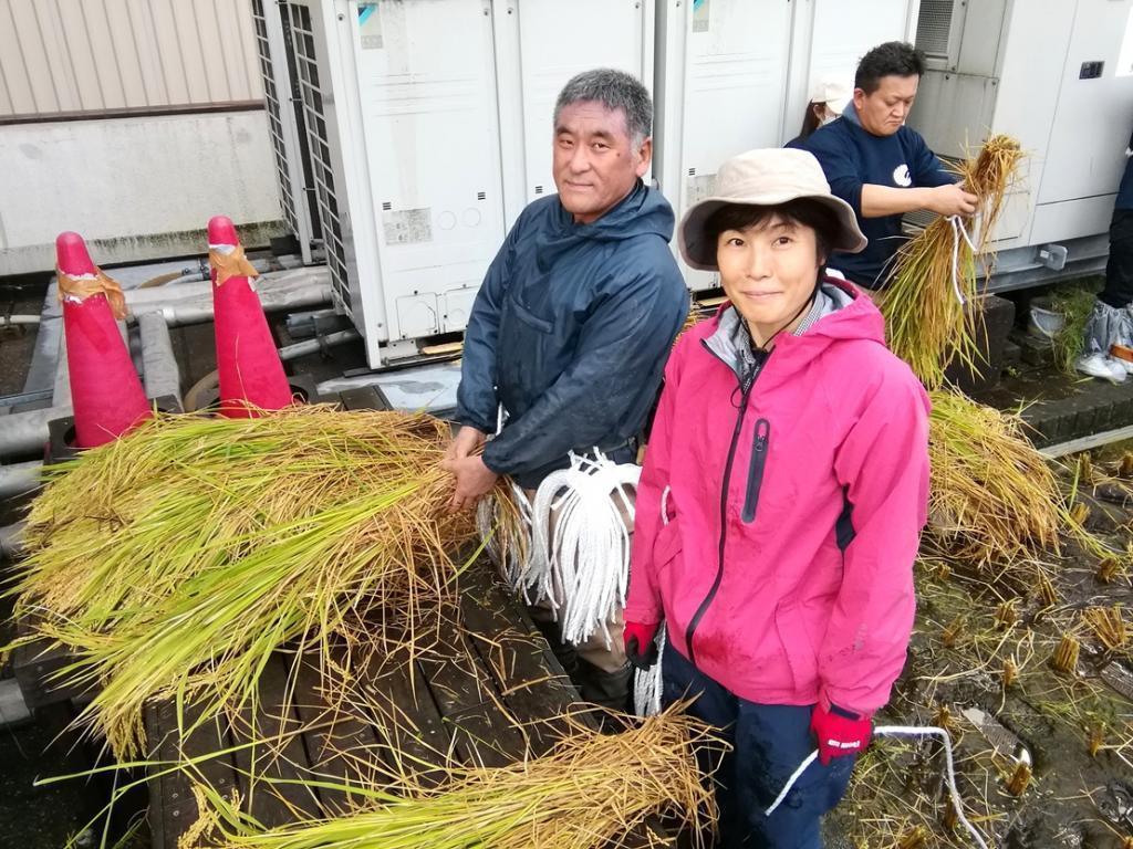  2024 Hakutsuru Ginza Tenku Farm
　Rice harvesting
　　~ Hakutsuru Sake Brewery ~